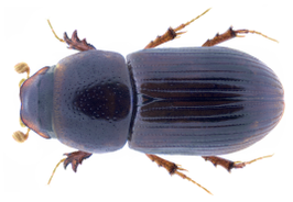 Aphodius nigrita