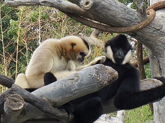 A female northern white-cheeked gibbon grooming a male