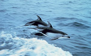 Two Pacific White-sided dolphins (Lagenorhynch...