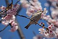 大寒桜の花の蜜を採食中のニュウナイスズメのメス