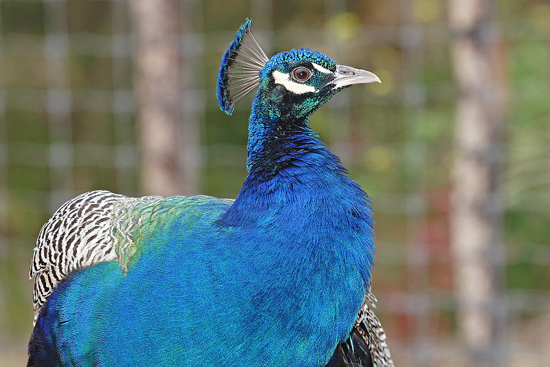 http://upload.wikimedia.org/wikipedia/commons/thumb/1/19/Peacock_portrait02_-_melbourne_zoo.jpg/800px-Peacock_portrait02_-_melbourne_zoo.jpg