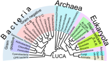 Phylogenetic Tree of Life.png