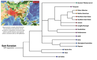 Phylogenetic position of the Aboriginal Australian lineage among other East Eurasians