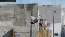 Файл: Pigeon take off.webm