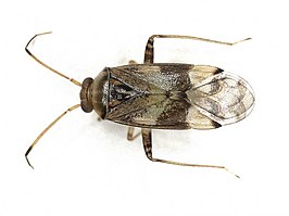 Pinalitus cervinus