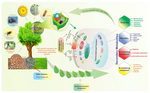 Vignette pour Métabolites secondaires des plantes