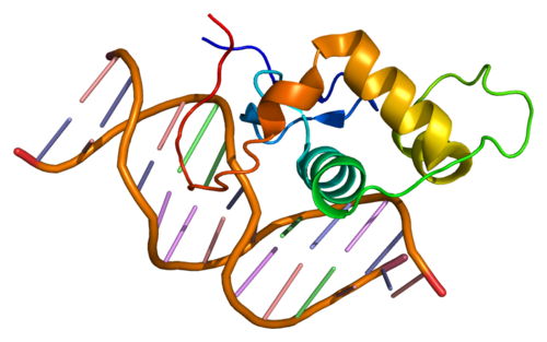 Protein ESRRA PDB 1lo1