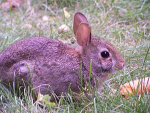 Rabbit-munching-on-carrot (Closeup)
