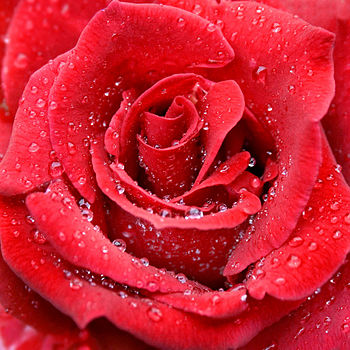 English: Raindrops red rose