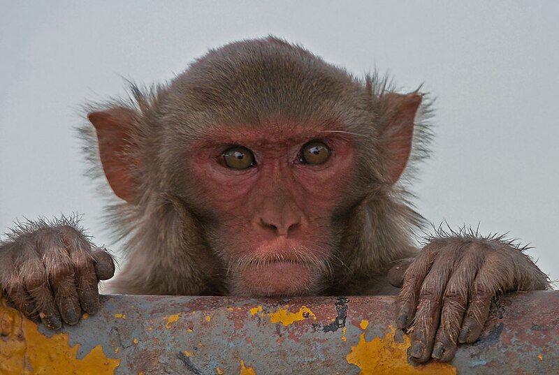 File:Rhesus Macaque (Macaca mulatta) in Kinnarsani WS, AP W IMG 5792.jpg