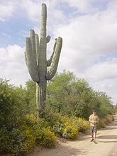 Saguaro towering over a 6-ft man