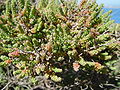 Trivialname (Salsola vermiculata)