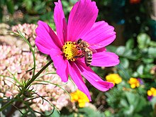 floraro de la kultivaro Cosmos bipinnatus kun abelo