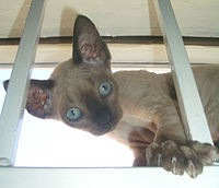 Devon Rex cats with Siamese (colourpoint) colourings are known as Si Rex.[citation needed]