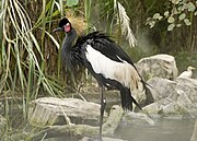 Black crane with white wings, red face, and yellow crown