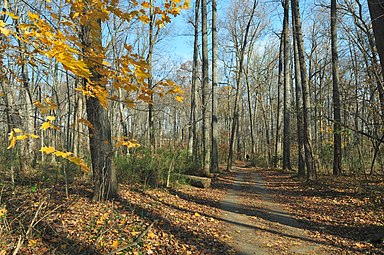 In the Fall, Forest Glen
