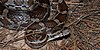 Slowinski's cornsnake (Pantherophis slowinskii), in situ, Colorado County, Texas