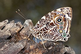 Smyrna blomfildia