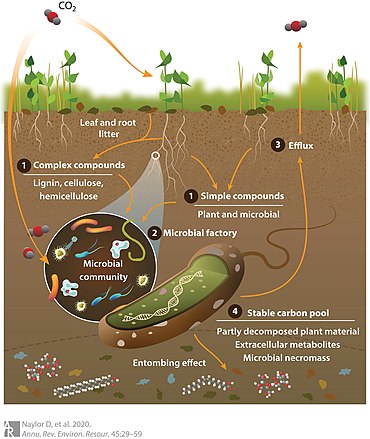 Soil carbon cycle through the microbial loop Soil carbon cycle through the microbial loop.jpg