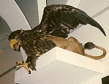 Un esempio di tassidermia decorativa a forma di grifone, esposto al Museo Zoologico di Copenaghen.