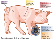 米国立アレルギー感染症研究所による豚インフルエンザの解説図（2009年）。情報の理解を助ける実用的なイラストの価値は今日もなお高い（カテゴリ）