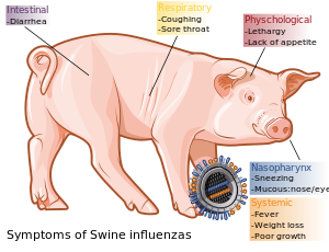 Symptoms of influenzas on swines, English.