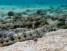 Poisson-lézard à ligne bleue (Synodus dermatogenys)