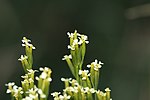 Miniatura para Tagetes minuta