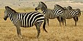 Zebra's in Tanzania