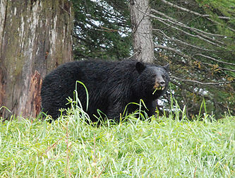 Un ours brun à Whistler en Colombie-Britannique (Canada). (définition réelle 1 000 × 756)