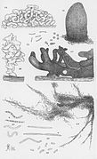 (uploaded) Thaxter-Myxobacteria-3