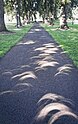 Formation d’images d’une éclipse solaire partielle par les sténopés naturels dans les feuilles d’arbres.