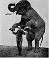 تمرین با فیل (1903)