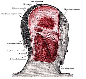 Мышцы заднего отдела головы