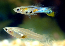 The Trinidadian guppy (Poecilia reticulata), male (above), and female (below) Trinidadian guppy (Poecilia reticulata) male and female.png