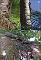 Mussau Island blue-tailed monitor