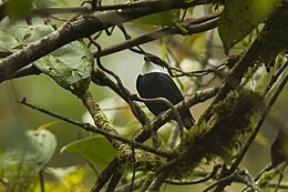 Fehértorkú pipra (Corapipo altera)