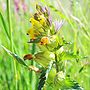 Kleine ratelaar (Rhinanthus minor)