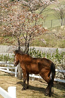 Un cheval Yonaguni bridé devant un arbre en fleurs.
