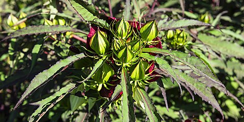 inflorescence immature