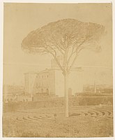 Tree in Formal Garden Outside Palazzo