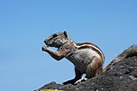 Atlashörnchen auf Fuerteventura