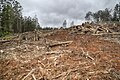 Logging in Toolangi State Forest along Blowhard Track