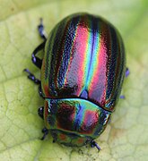 Chrysolina cerealis cerealis