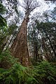 Mountain Ash tree in Mount Tanglefoot track forest