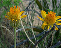 Miniatura para Adenophyllum