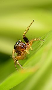 Female face