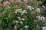 Miniatura para Ageratina ligustrina