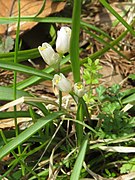 雄花。花被片の中の黄色いのは雄蕊の葯。