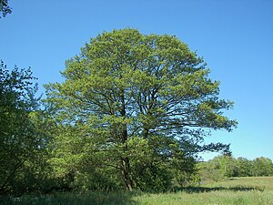 Black alder tree (Alnus glutinosa) in Marburg,...